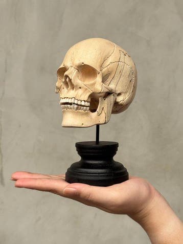 Stunning Wooden Human Skull with a Beautiful Grain -