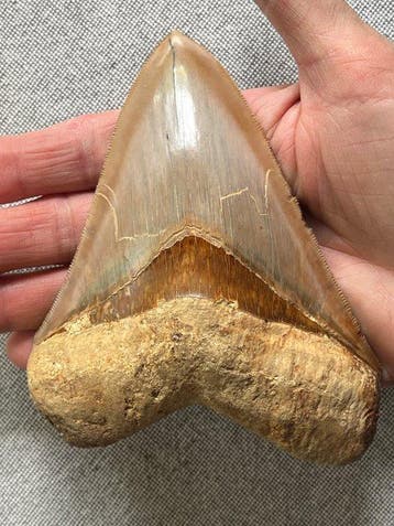 Grote Megalodon-tand, 13,0 cm - Fossiele tand - Carcharocles, Verzamelen, Mineralen en Fossielen