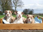 Old English Bulldog pups! | Mogen mee! | Hartelijk Welkom., Parvo, Nederland, 8 tot 15 weken, Bulldog