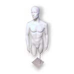 Gebruikte torso man 3/4 model met hoofd van glasvezel incl.
