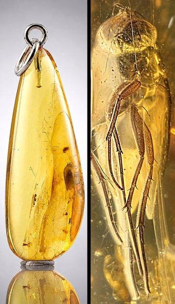 Echt Baltisch Amber Hanger met een prachtig bewaard vlieg -