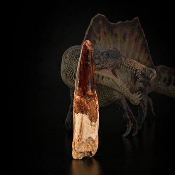 Spinosaurus - Fossiele tand - 7 cm