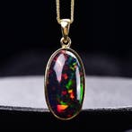 Geen reserveprijs - ALGT-gecertificeerd - Grote en zeer