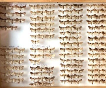 Historische entomologische collectie 157x Worteluilen D.A., Nieuw