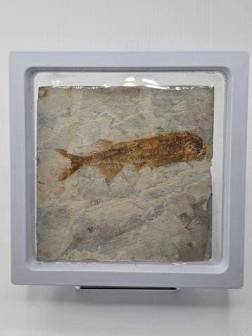 Vis - Gefossiliseerd dier - Lycoptera - 11 cm (Zonder