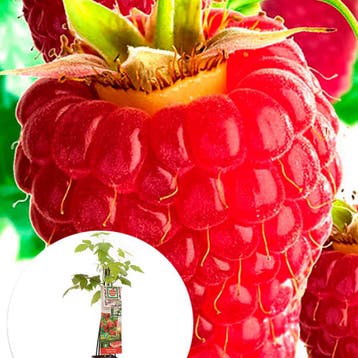 Framboos Himbo Top container (P11) Rood, Verzenden