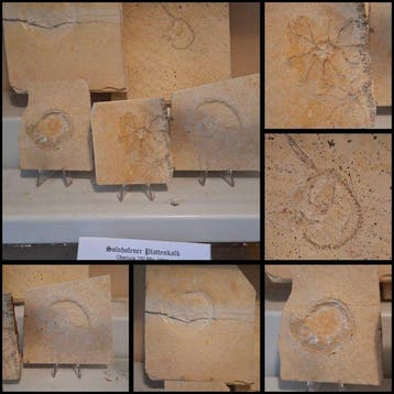 Verzameling fossielen Solnhofen 5 stuks - Fossiele matrix