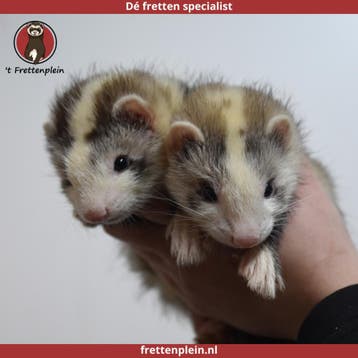Gevaccineerde jonge tamme fretten te koop!, Dieren en Toebehoren, Overige Dieren, Meerdere dieren