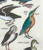 Matthäus Merian (1593-1650) - hand coloured engraving:, Antiek en Kunst