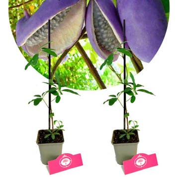 Akebia quinata Alba + Pot 9cm 2 stuks, Verzenden, Halfschaduw