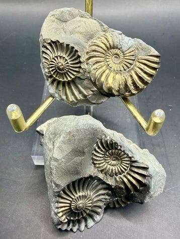 Ammoniet - Gefossiliseerd dier - 5 cm, Verzamelen, Mineralen en Fossielen