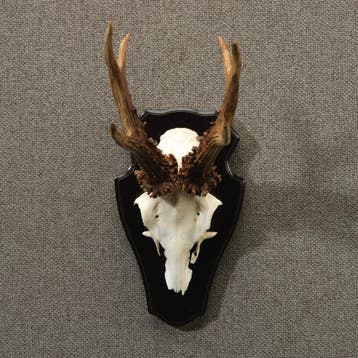 Reebok Gewei Taxidermie Opgezette Dieren By Max, Ophalen of Verzenden, Nieuw, Wild dier, Opgezet dier