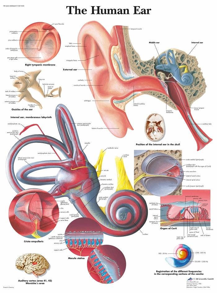Anatomie poster oor en gehoorgang (gelamineerd, 50x67 cm..., Sport en Fitness, Massageproducten