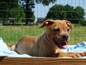 Old English Bulldog pups! t Gezonde type. Mogen mee!, Dieren en Toebehoren, Parvo, Nederland, 8 tot 15 weken, Bulldog