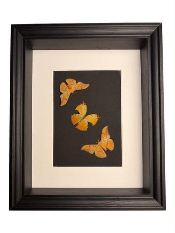 Vlinder Taxidermie volledige montage - Cricula trifenestrata