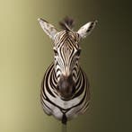 Zebra Taxidermie Opgezette Dieren By Max, Verzamelen, Dierenverzamelingen, Ophalen of Verzenden, Nieuw, Wild dier, Opgezet dier