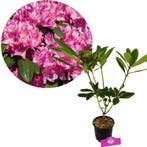 Rhododendron ponticum Roseum + pot 13cm, Tuin en Terras, Verzenden
