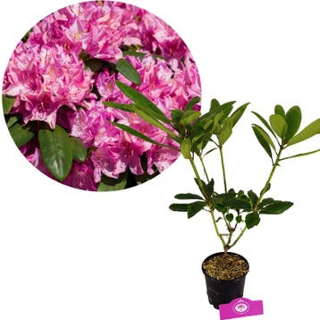 Rhododendron ponticum Roseum + pot 13cm, Tuin en Terras, Verzenden
