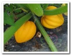 Table Goud Acorn Squash Pompoen 50 zaden, Ophalen of Verzenden, Nieuw