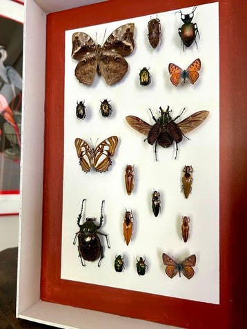 Vlinder Taxidermie volledige montage - Lepidoptera - 39 cm -