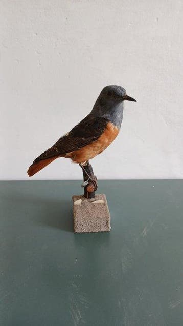 Codirossone Taxidermie volledige montage - Monticola, Verzamelen, Dierenverzamelingen, Nieuw