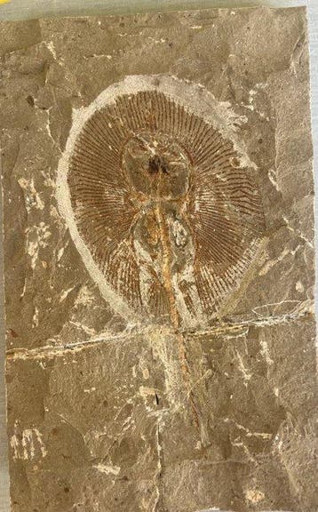 Vis - Fossiele plaatmatrix - Cyclobatis - 19 cm