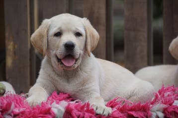 Authentieke Gele Labrador Pups Met Stamboom en NLV-keurmerk, Reu, Labrador retriever, Meerdere, Nederland