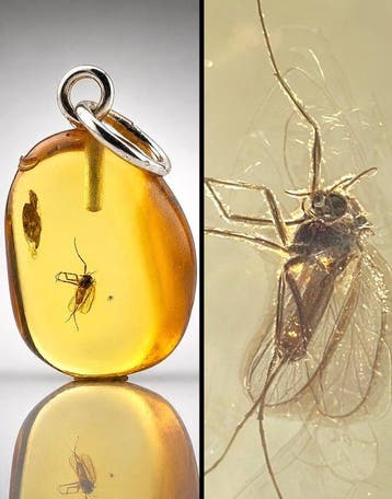 Gouden Baltisch barnsteen hanger – Prachtig fossiel van een, Antiek en Kunst