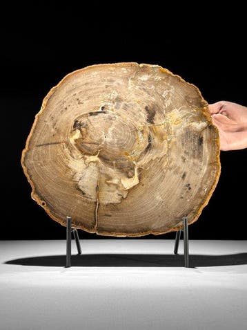 C-Wonderful Grote Rode Schijf Versteend Hout op een