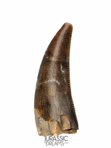 Netjes bewaard gebleven megalosauride theropode tand -