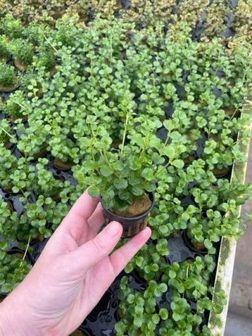 Lysimachia nummularia (Aquariumplanten, Aquarium producten), Dieren en Toebehoren, Vissen | Aquaria en Toebehoren, Verzenden, Nieuw