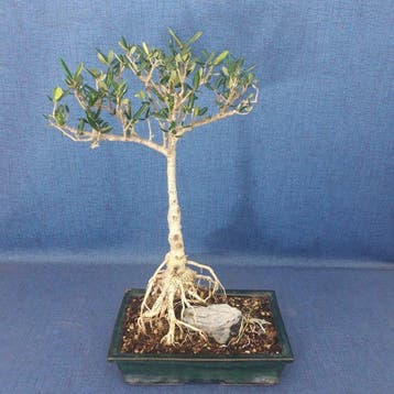 Olijf bonsai (Olea europaea) - Hoogte (boom): 46 cm - Diepte