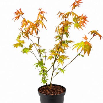 Japanse esdoorn ‘Orange Dream’ container (P19) Sierplant, Tuin en Terras, Verzenden, Overige soorten, Struik