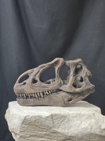 Allosaurus-schedel replica – Gedetailleerd
