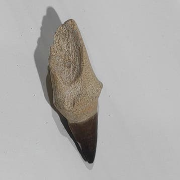 Zeereptiel - Fossiele tand - Mosasaurus - 13.5 cm - 5 cm, Verzamelen