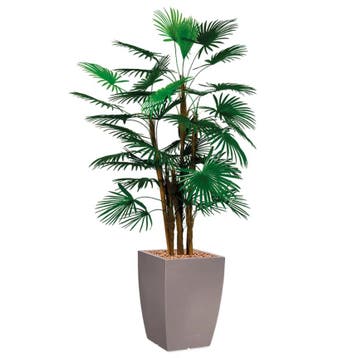 Rhapis Palm kunstplant, H150cm, Huis en Inrichting, Ophalen of Verzenden, Palm, 150 tot 200 cm