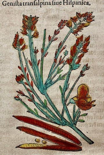 Pietro Andrea Mattioli - Contemporary hand-coloured leaf