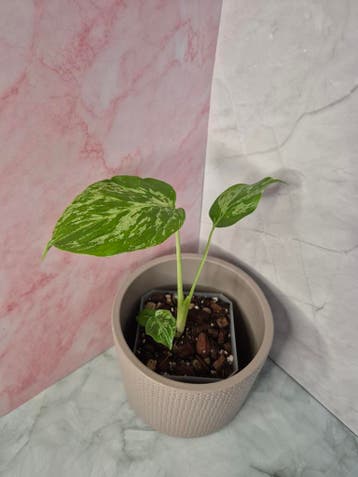 Monstera Deliciosa Bulbasaur #1, Huis en Inrichting, Kamerplanten