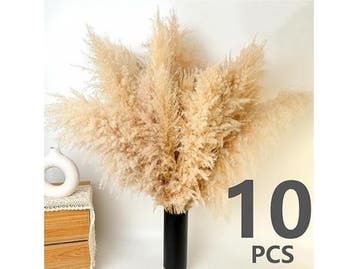 Veiling - 200x Pack pampasgras, Nieuw