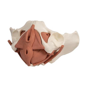 Anatomie model bekken en bekkenbodemspieren, vrouw, 12-d..., Nieuw
