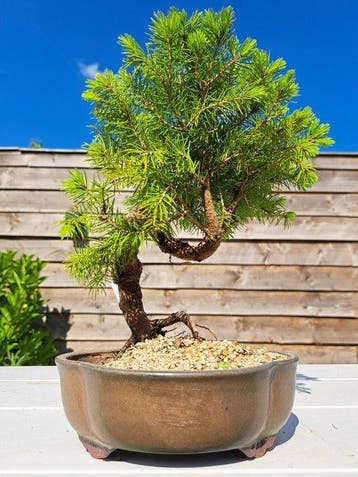 Spar bonsai (Picea) - Hoogte (boom): 23 cm - Diepte (boom):