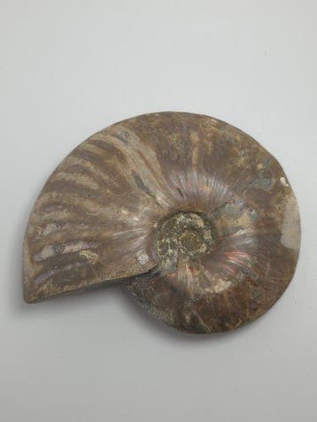 Ammoniet - Gefossiliseerd dier - Cleoniceras Ammonite Fossil
