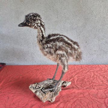 Emoe Taxidermie wandmontage - Dromaius novaehollandiae -, Verzamelen, Nieuw