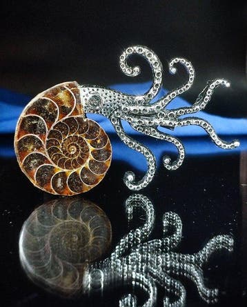 Geen reserveprijs Prachtige ammoniet hanger/broche