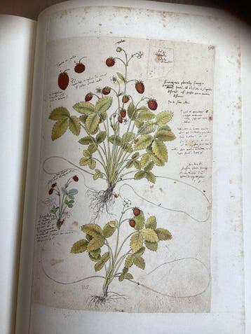 Conrad Gesner - Conradi Gesneri Historia Plantarum -
