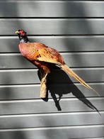 Fazant Taxidermie volledige montage - Phasianus colchicus -, Nieuw