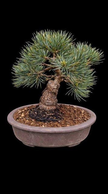 Den bonsai (Pinus) - Hoogte (boom): 23 cm - Diepte (boom):