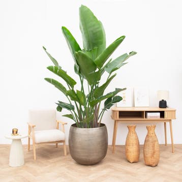 Green Bubble - Strelitzia Nicolai de luxe XXL - 250cm, Huis en Inrichting, Kamerplanten, Ophalen of Verzenden