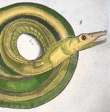Matthäus Merian (1593-1650) - hand coloured engraving: Sea