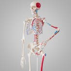 Menselijke anatomie skelet met spier- en bot markering - wit, Verzenden, Nieuw